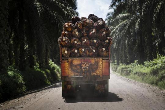 Why we say no to palm oil